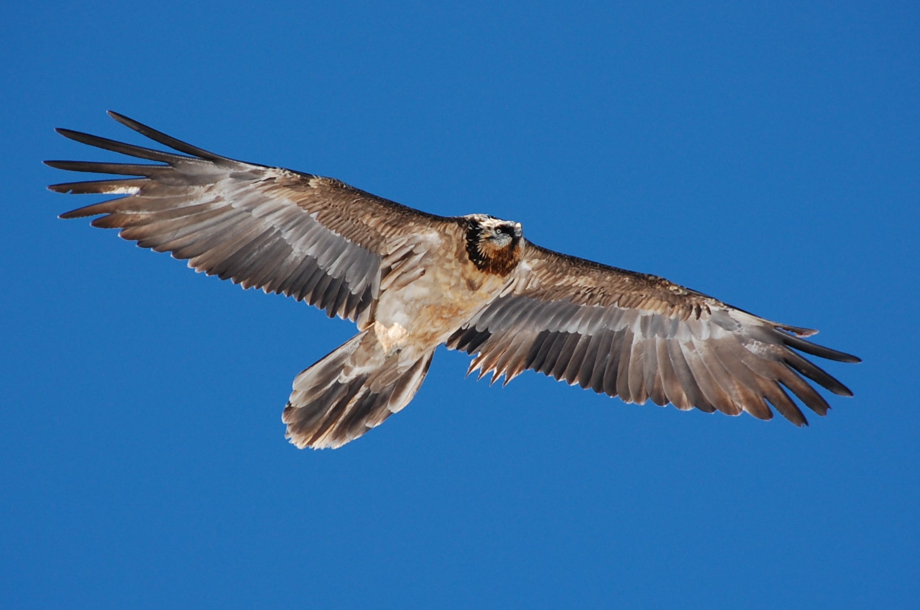 gypaetus barbatus mürren 2