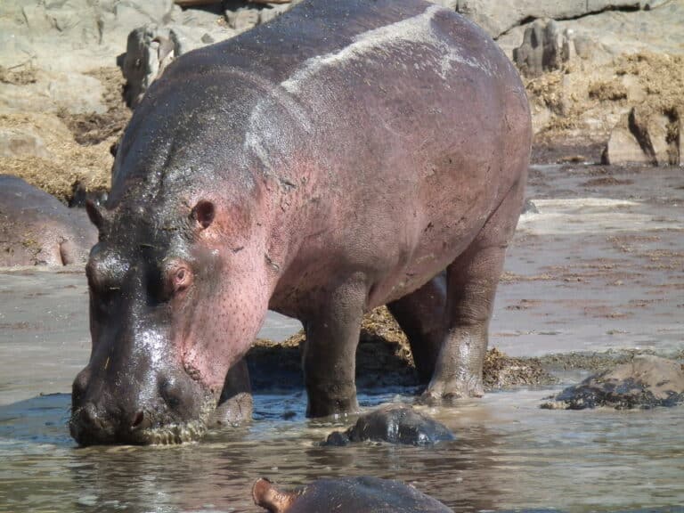 hippopotamus amphibius in tanzania 2828 nevit