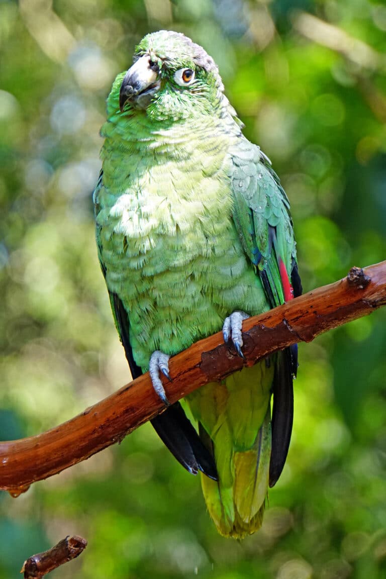 brazil 01506 mealy amazon parrot (48994802526) brazil 01506 mealy amazon parrot (48994802526)