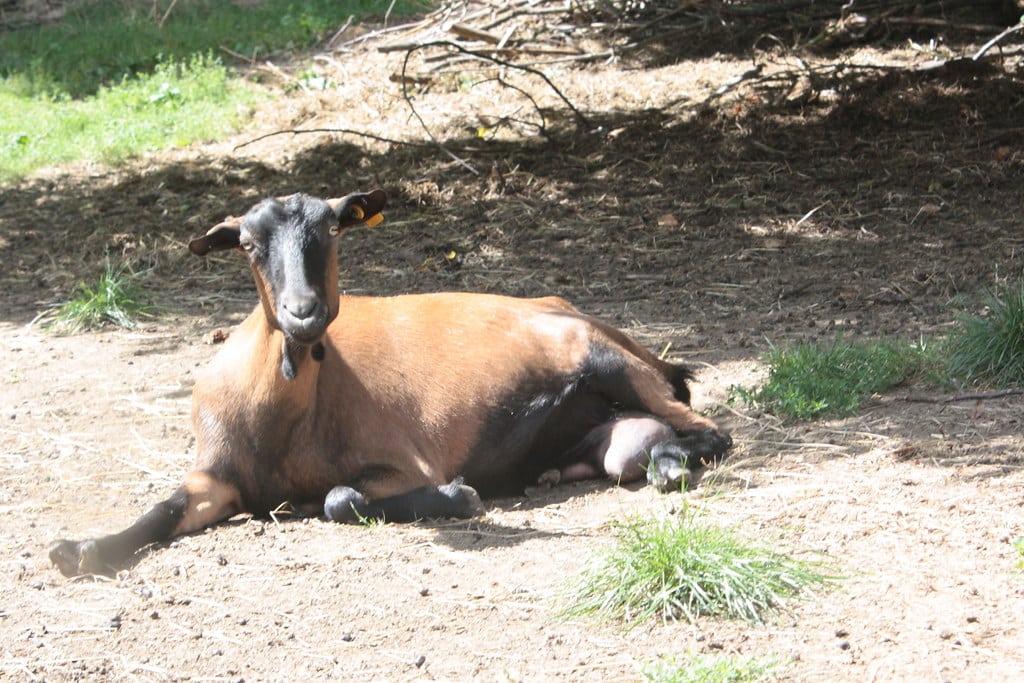 alpine goat resting alpine goat resting