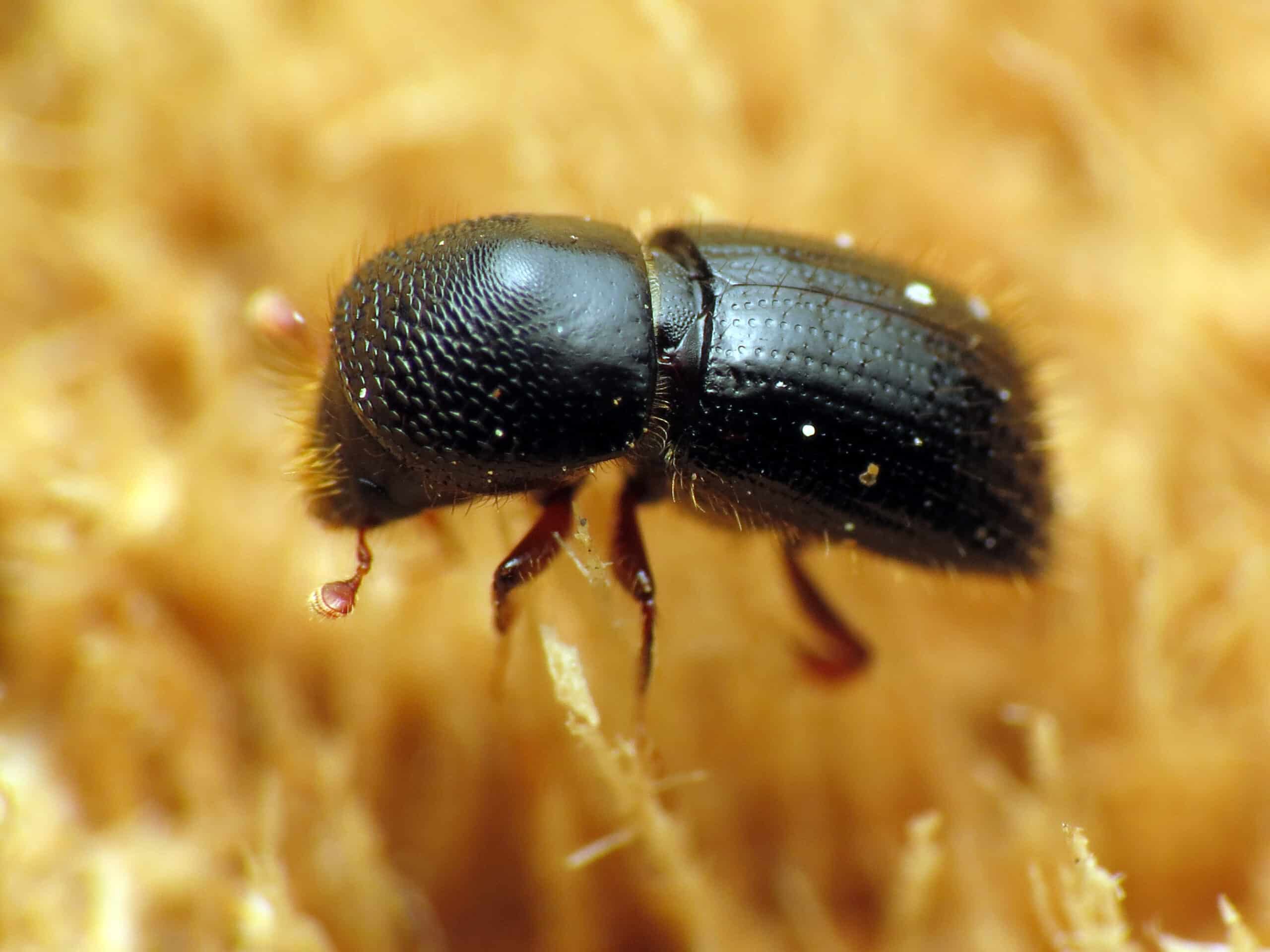 black stem borer flickr treegrow (1)