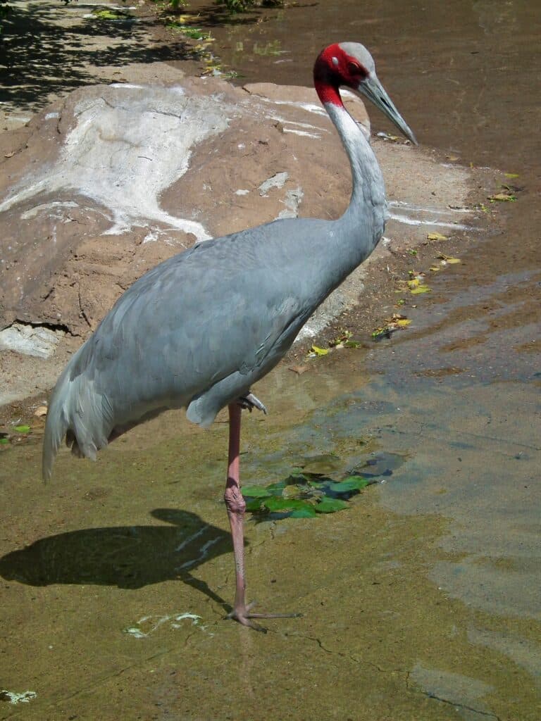 file:grus antigone denver zoo, colorado, usa 8a.jpg