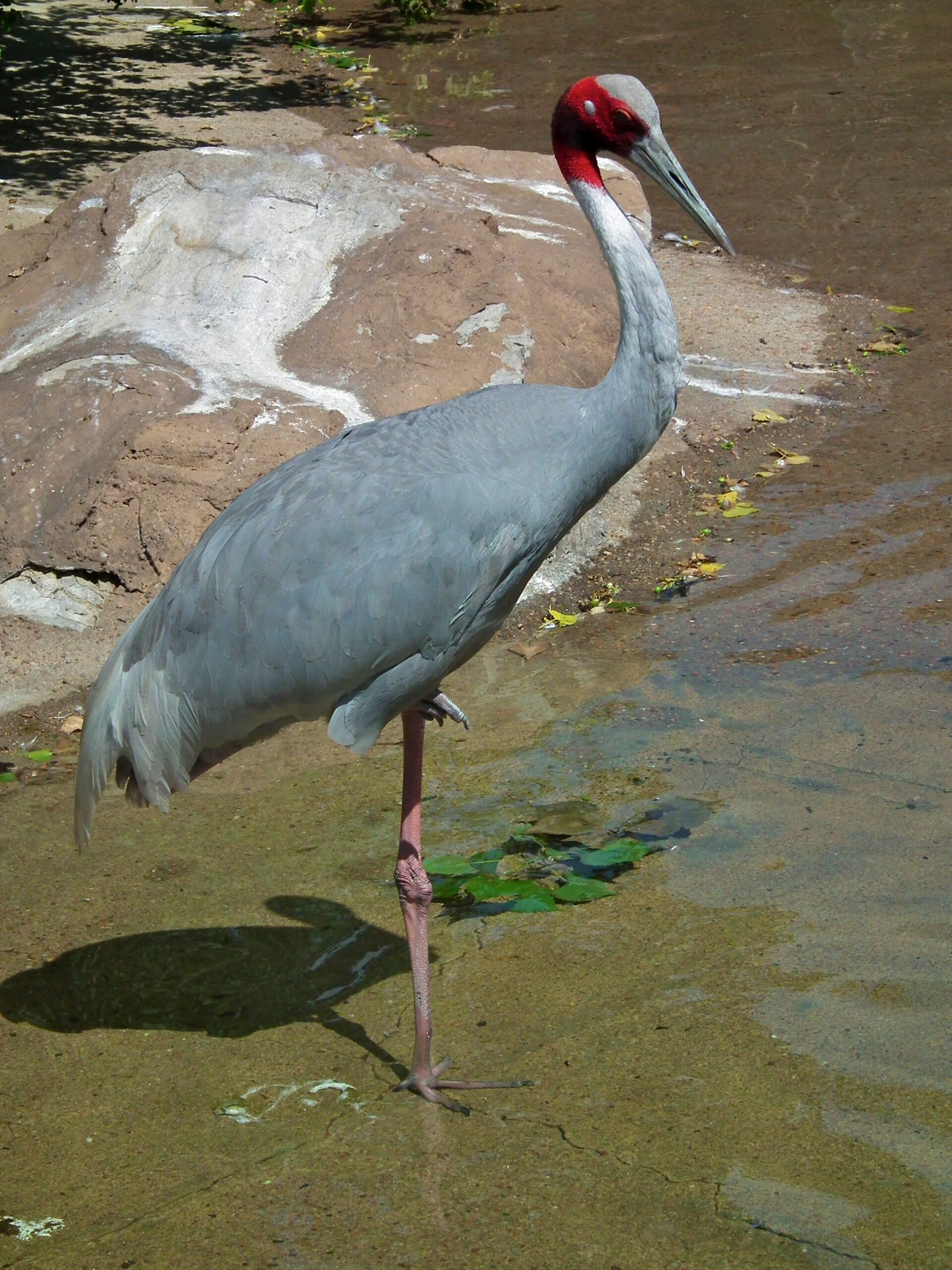 file:grus antigone denver zoo, colorado, usa 8a.jpg
