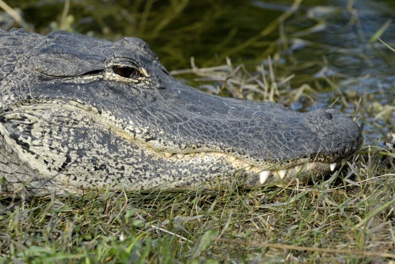 alligator mississippiensis, florida American Alligator