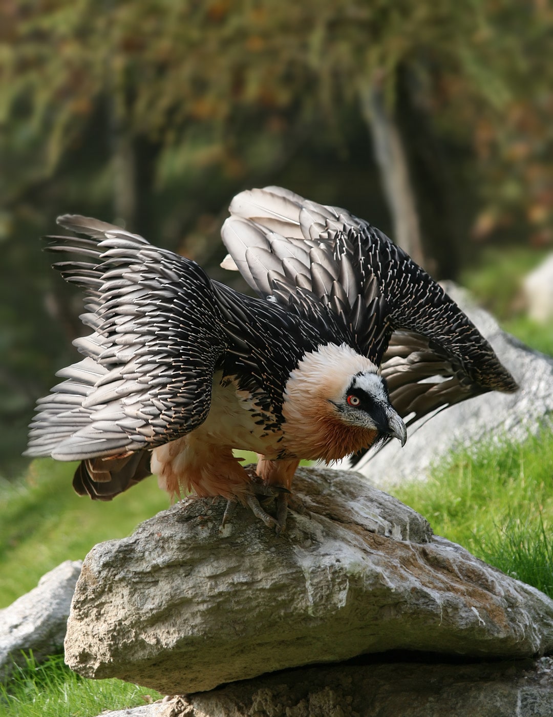 bartgeier gypaetus barbatus front2 richard bartz