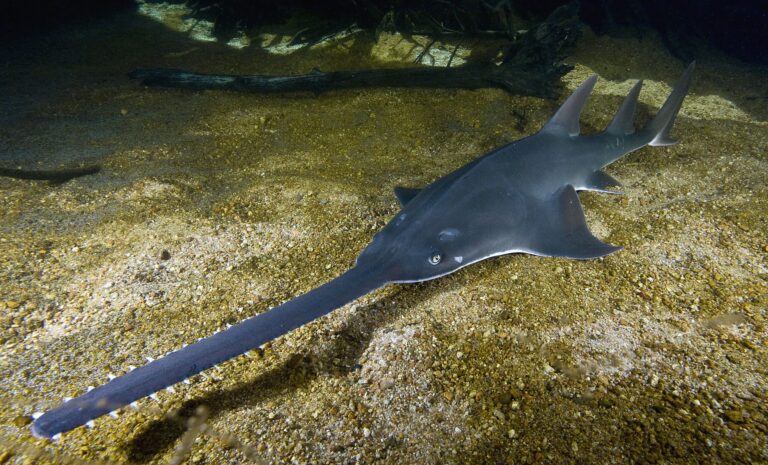 pristis pristis townsville pristis pristis townsville Sawfish