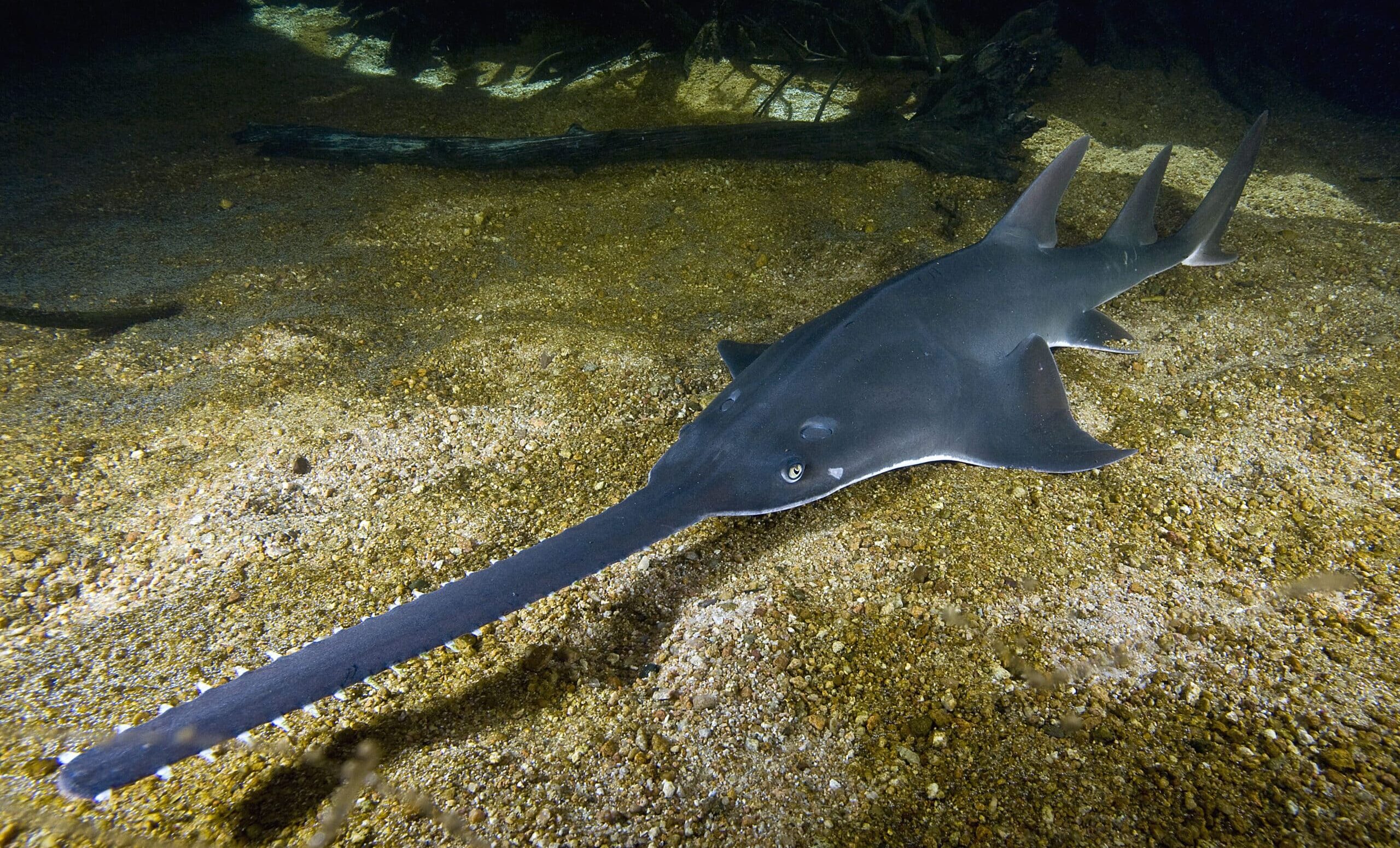 pristis pristis townsville pristis pristis townsville Sawfish