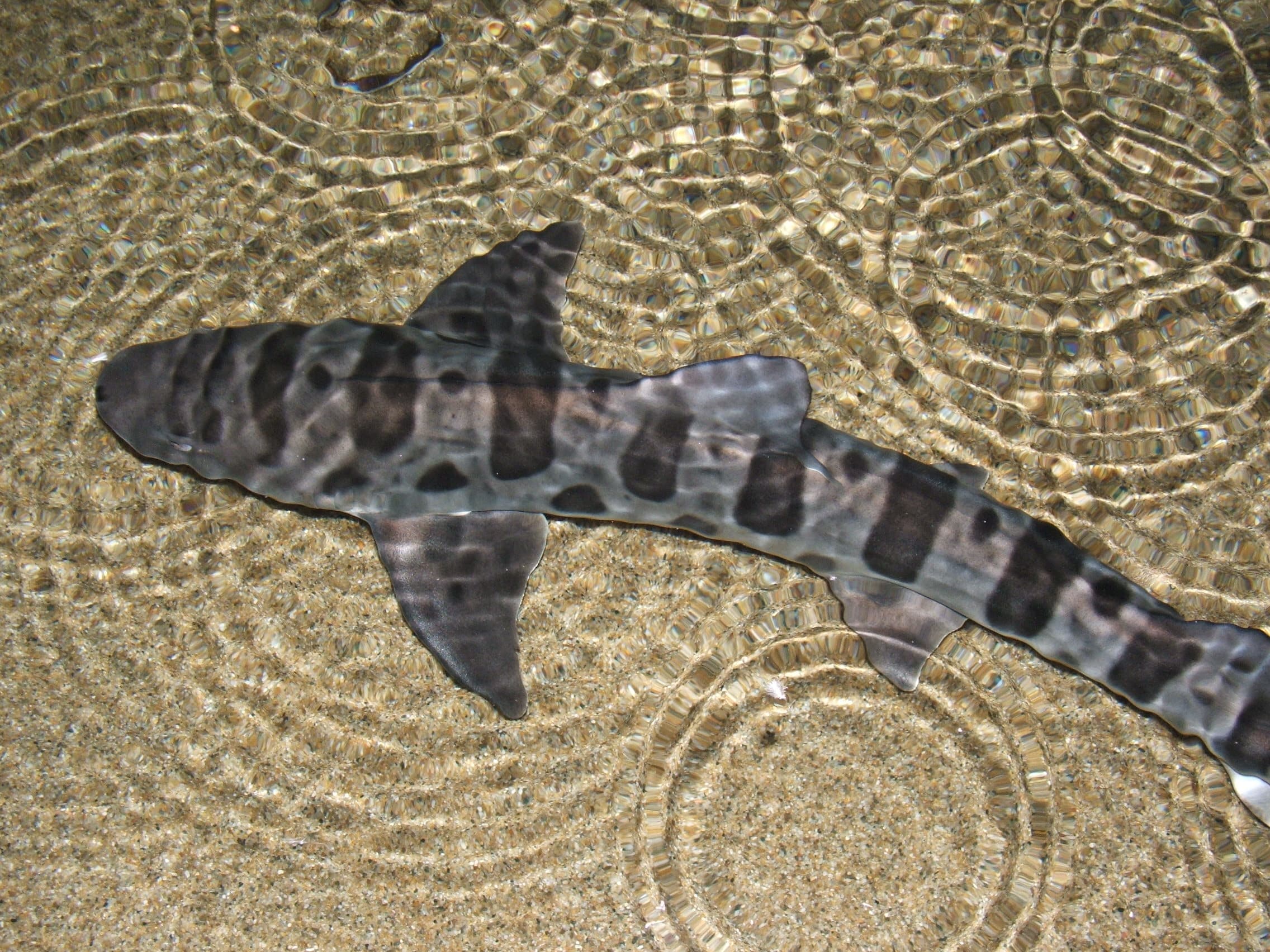 leopard shark (triakis semifasciata) 02 leopard shark (triakis semifasciata) 02