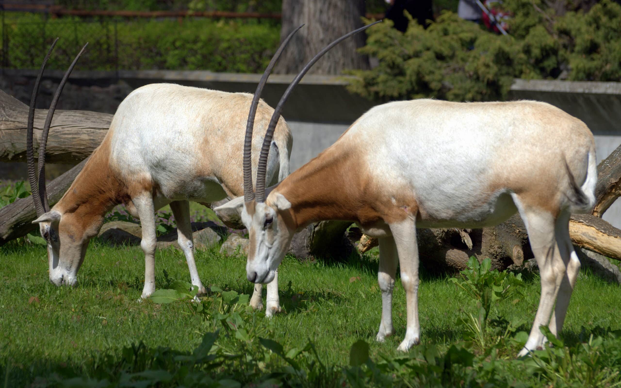oryx dammah pair warsaw