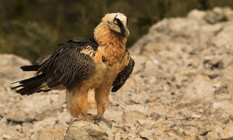 quebrantahuesos (gypaetus barbatus) bearded vulture