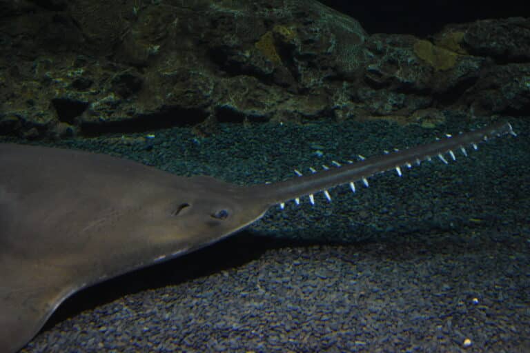 largetooth sawfish 1 largetooth sawfish 1