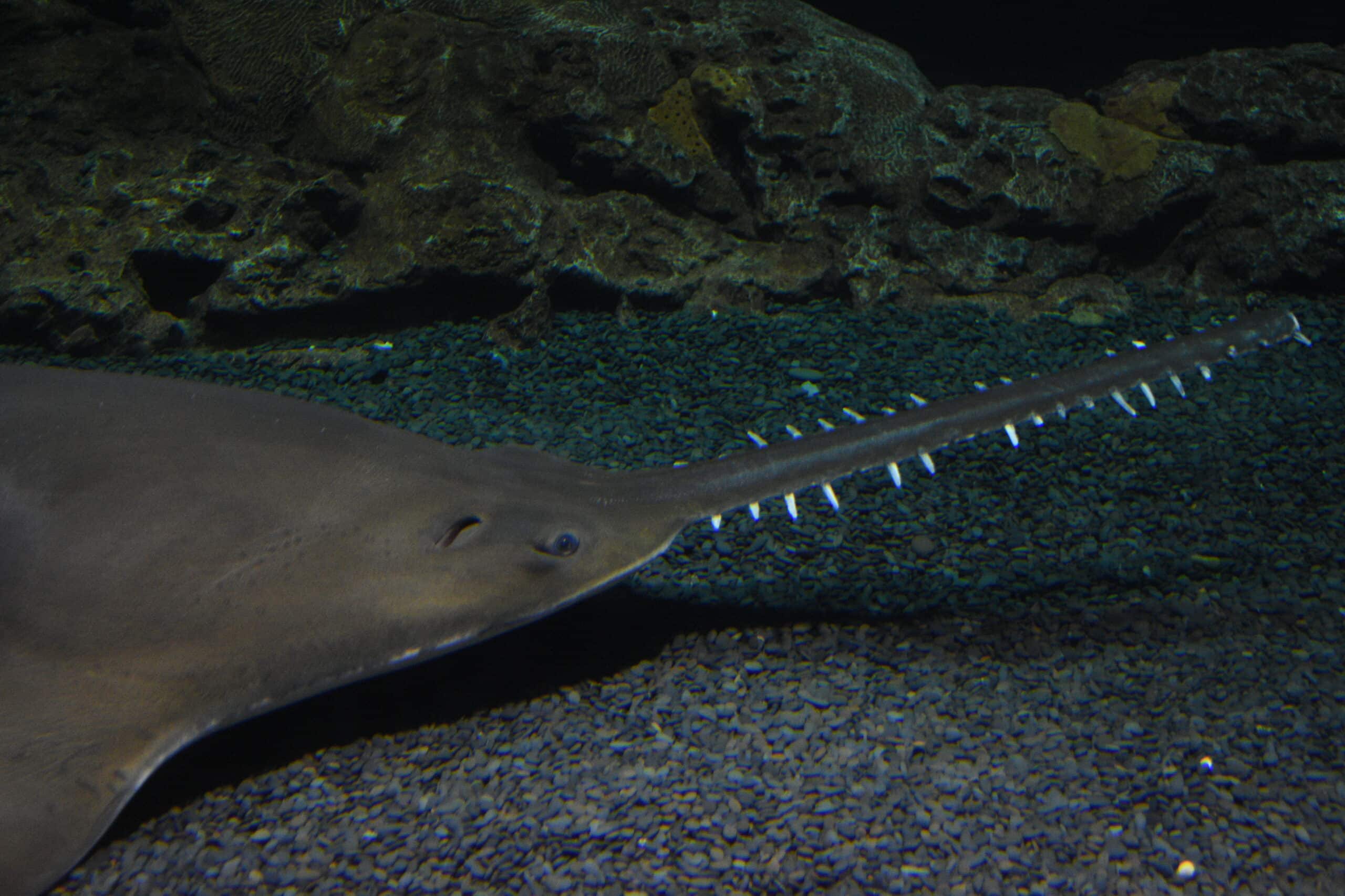 largetooth sawfish 1 largetooth sawfish 1