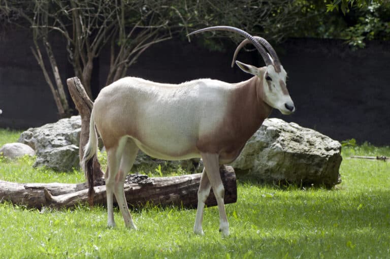 oryx dammah 2 Scimitar-horned Oryx