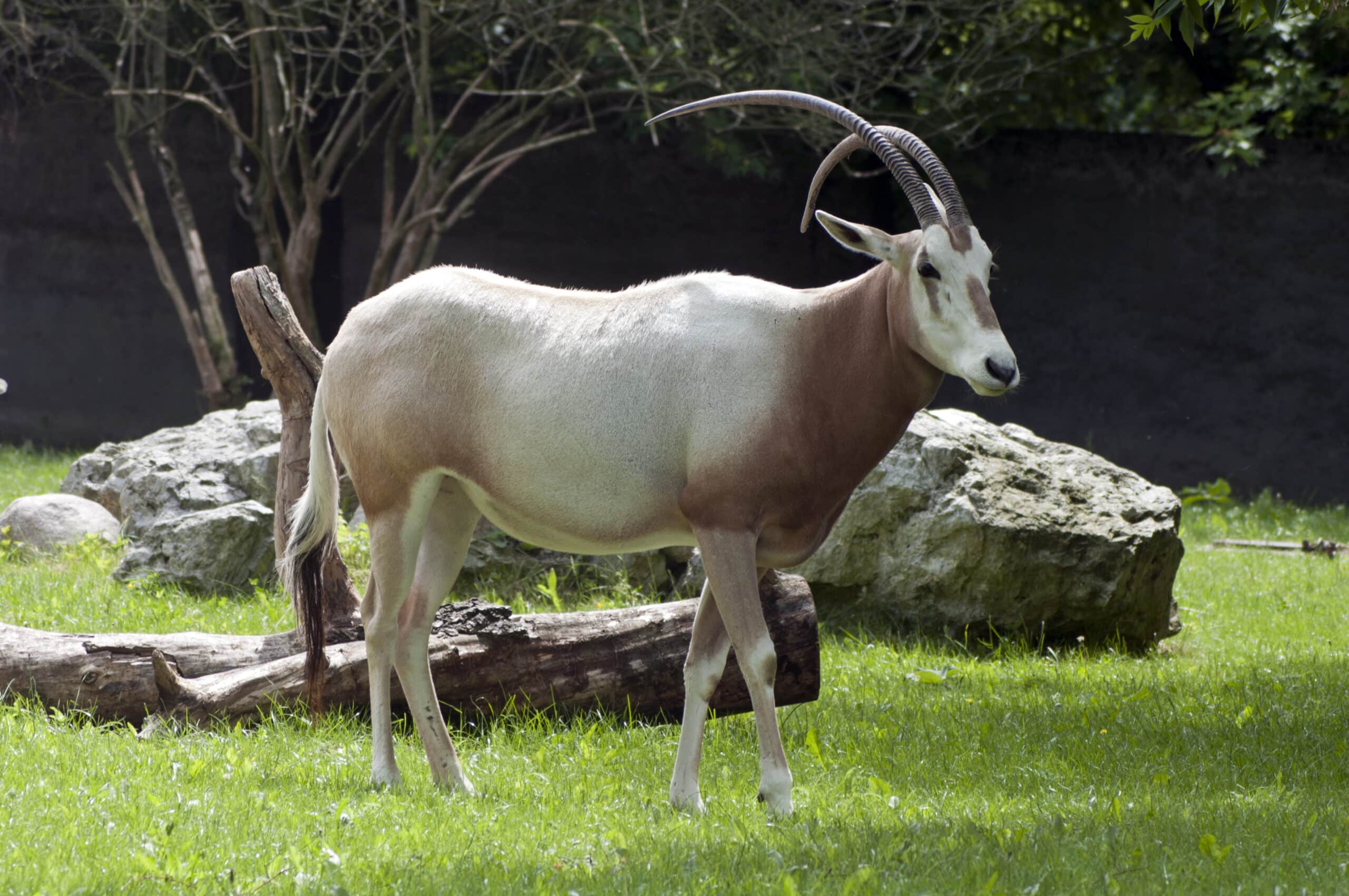 oryx dammah 2  Scimitar-horned Oryx