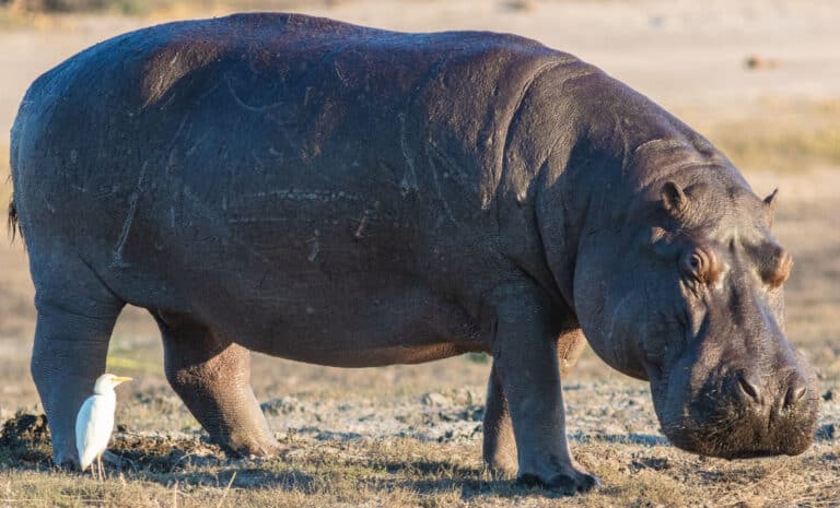 hipopótamo (hippopotamus amphibius), parque nacional de chobe, botsuana, 2018 07 28, dd 82 (cropped)