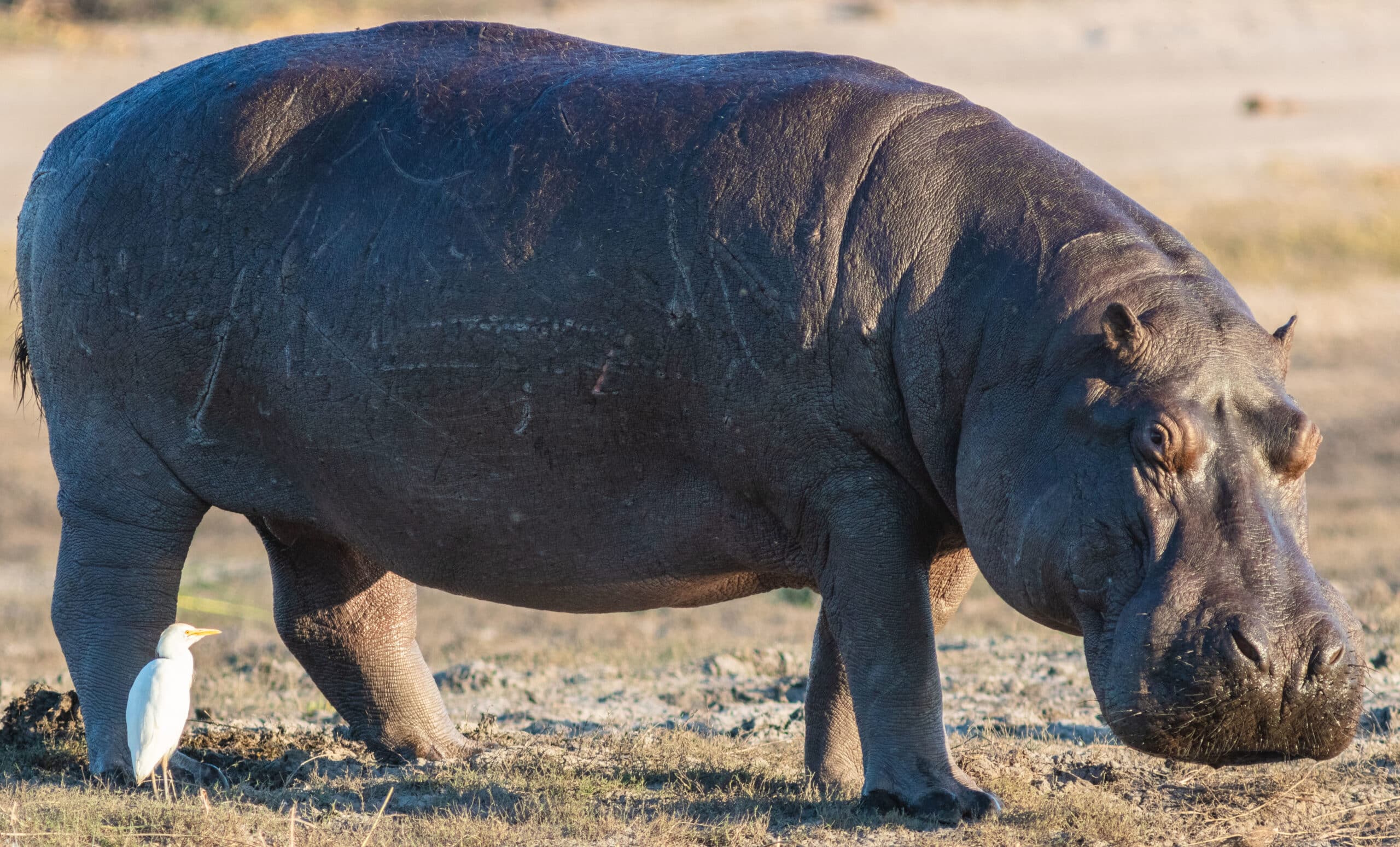 hipopótamo (hippopotamus amphibius), parque nacional de chobe, botsuana, 2018 07 28, dd 82 (cropped)