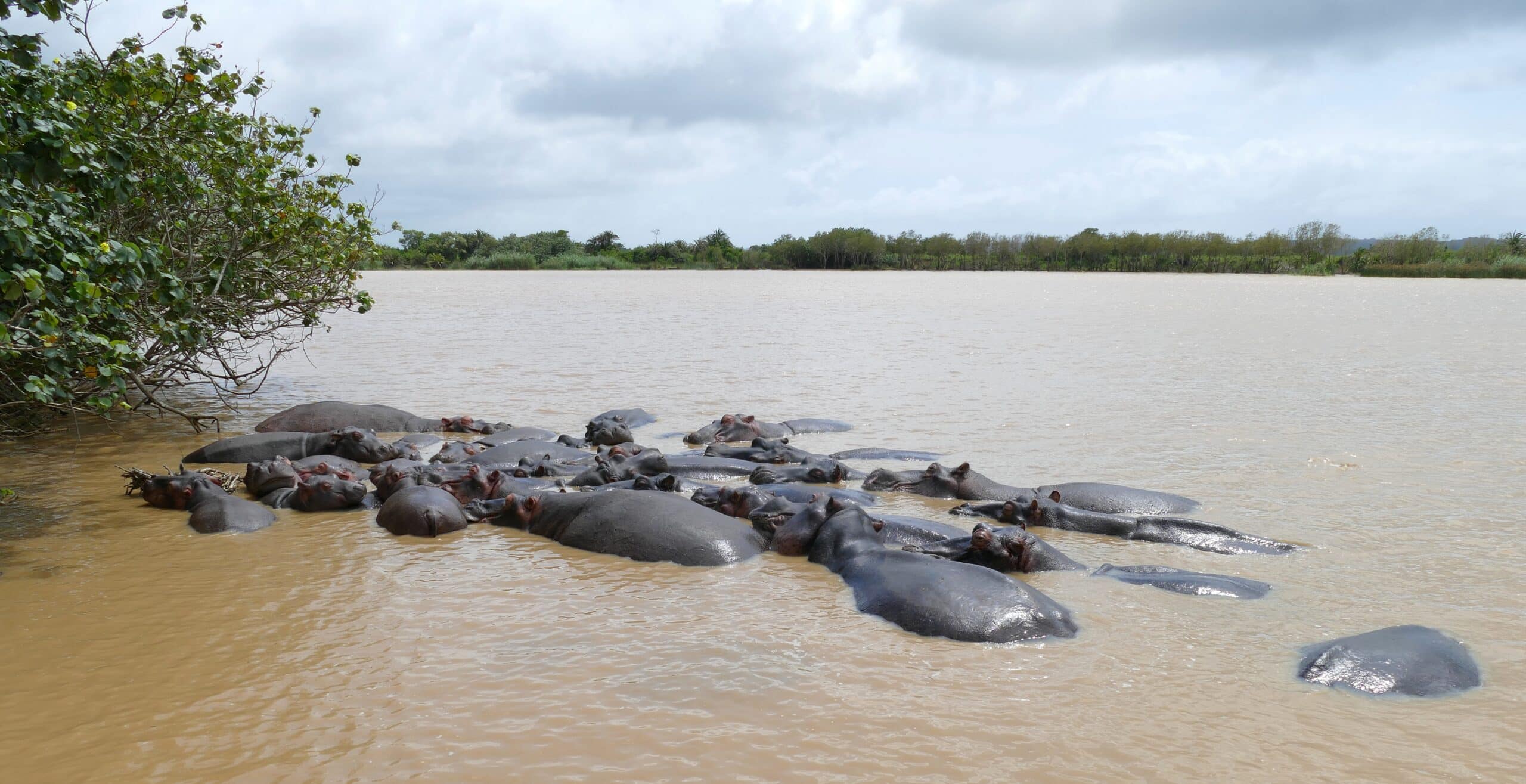 hippo (hippopotamus amphibius) family resting on the shores of lake st lucia .. (31656974747)