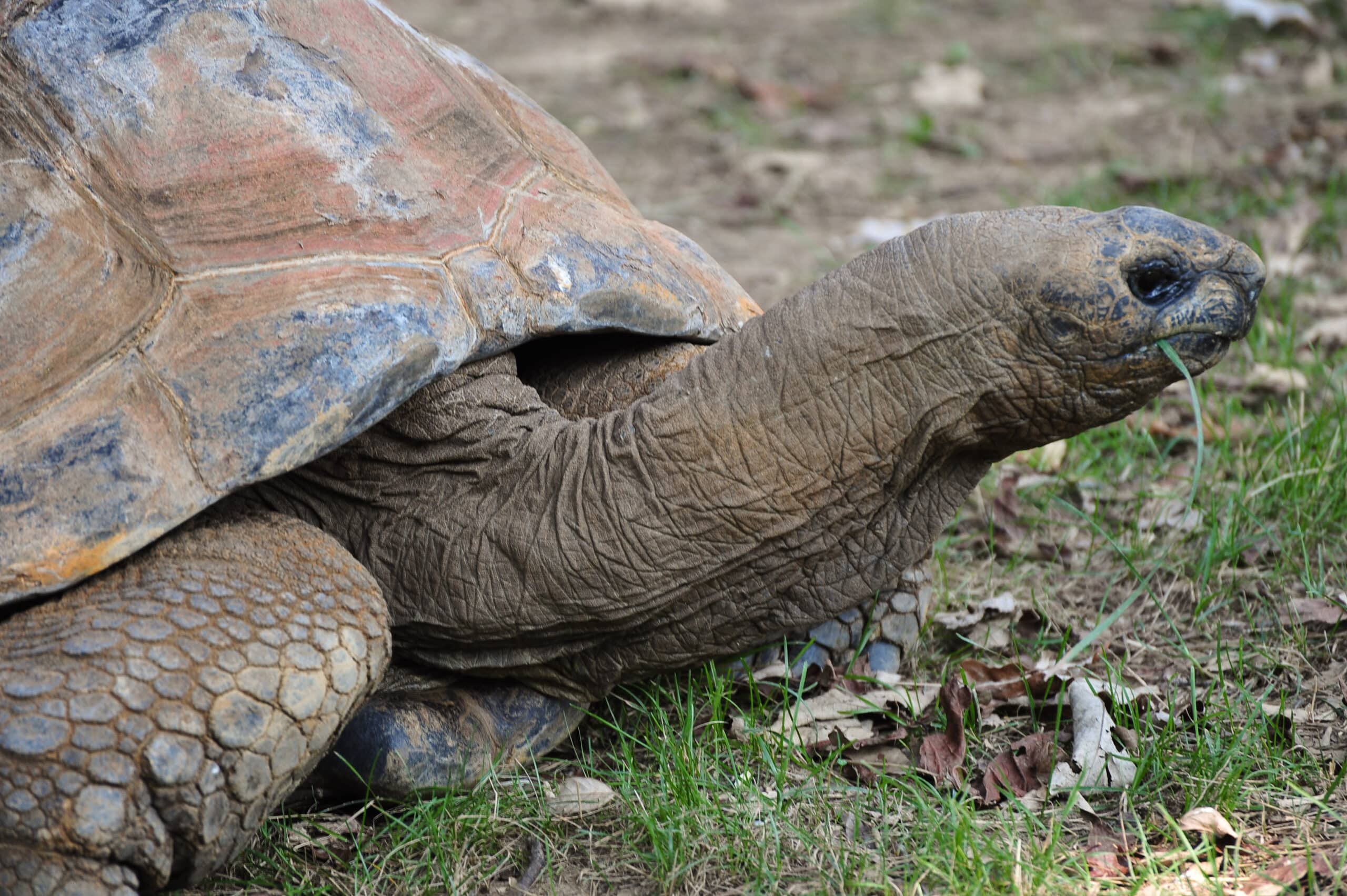 aldabra giant tortoise (4848356069) aldabra giant tortoise (4848356069)