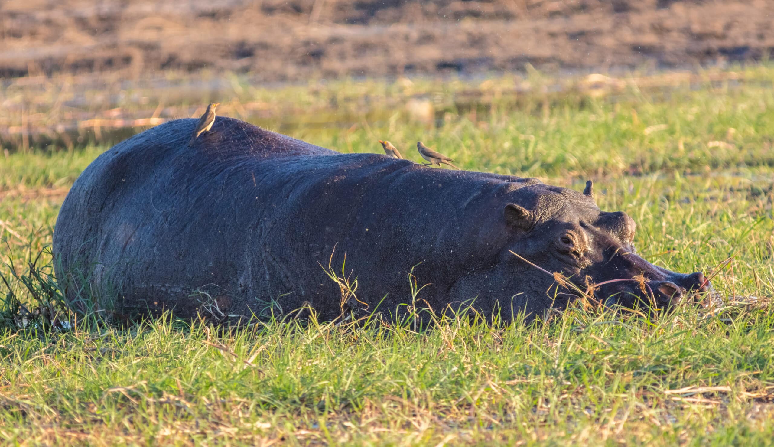 hipopótamo (hippopotamus amphibius), parque nacional de chobe, botsuana, 2018 07 28, dd 84