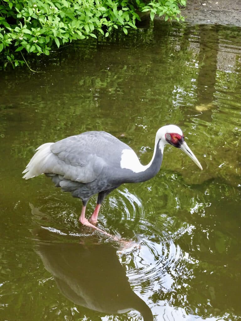 gruidae antigone vipio 2.1