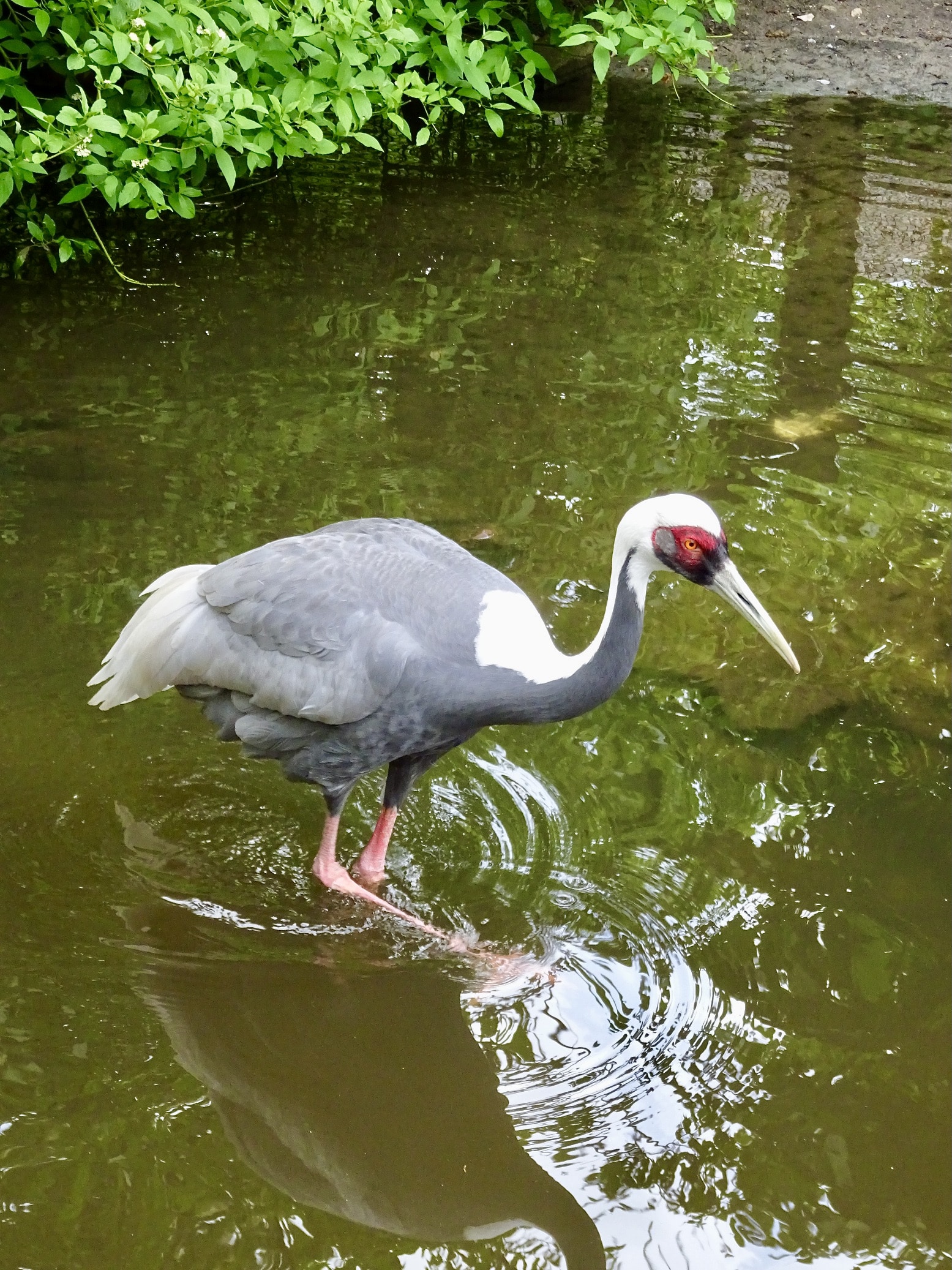 gruidae antigone vipio 2.1