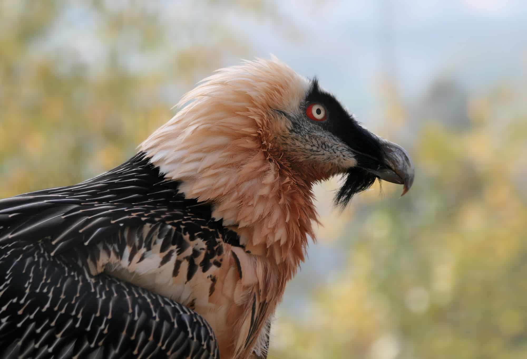 file:bartgeier gypaetus barbatus closeup2 richard bartz.jpg  Bearded Vulture