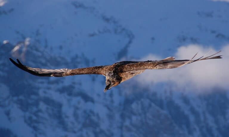 gypaetus barbatus mürren 3