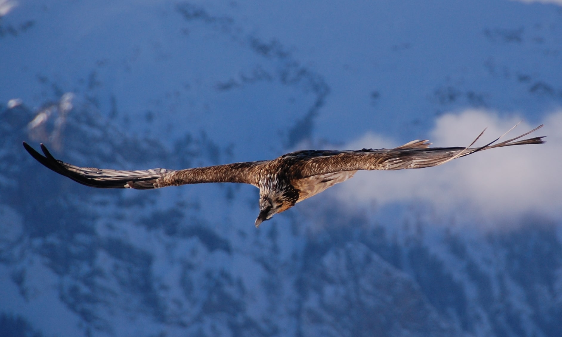 gypaetus barbatus mürren 3