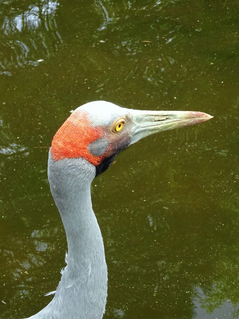 gruidae antigone rubicunda 2