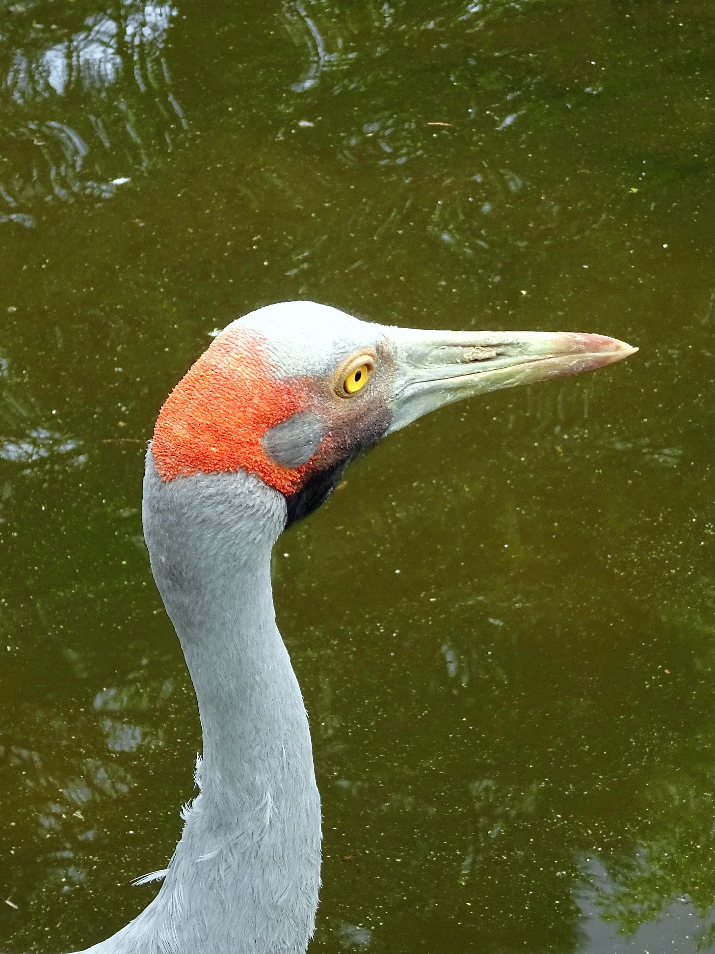 gruidae antigone rubicunda 2