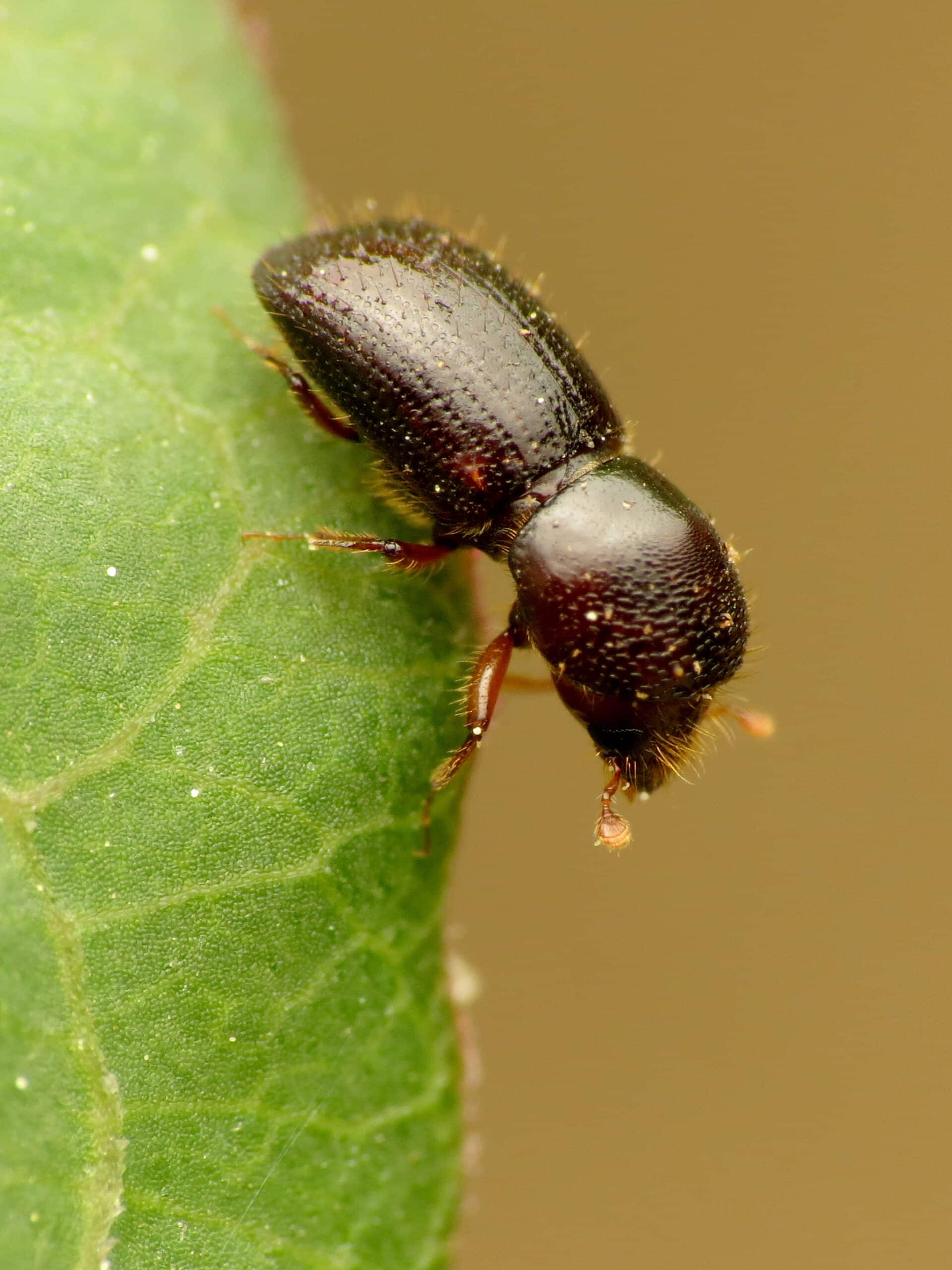 black stem borer (48192934702)