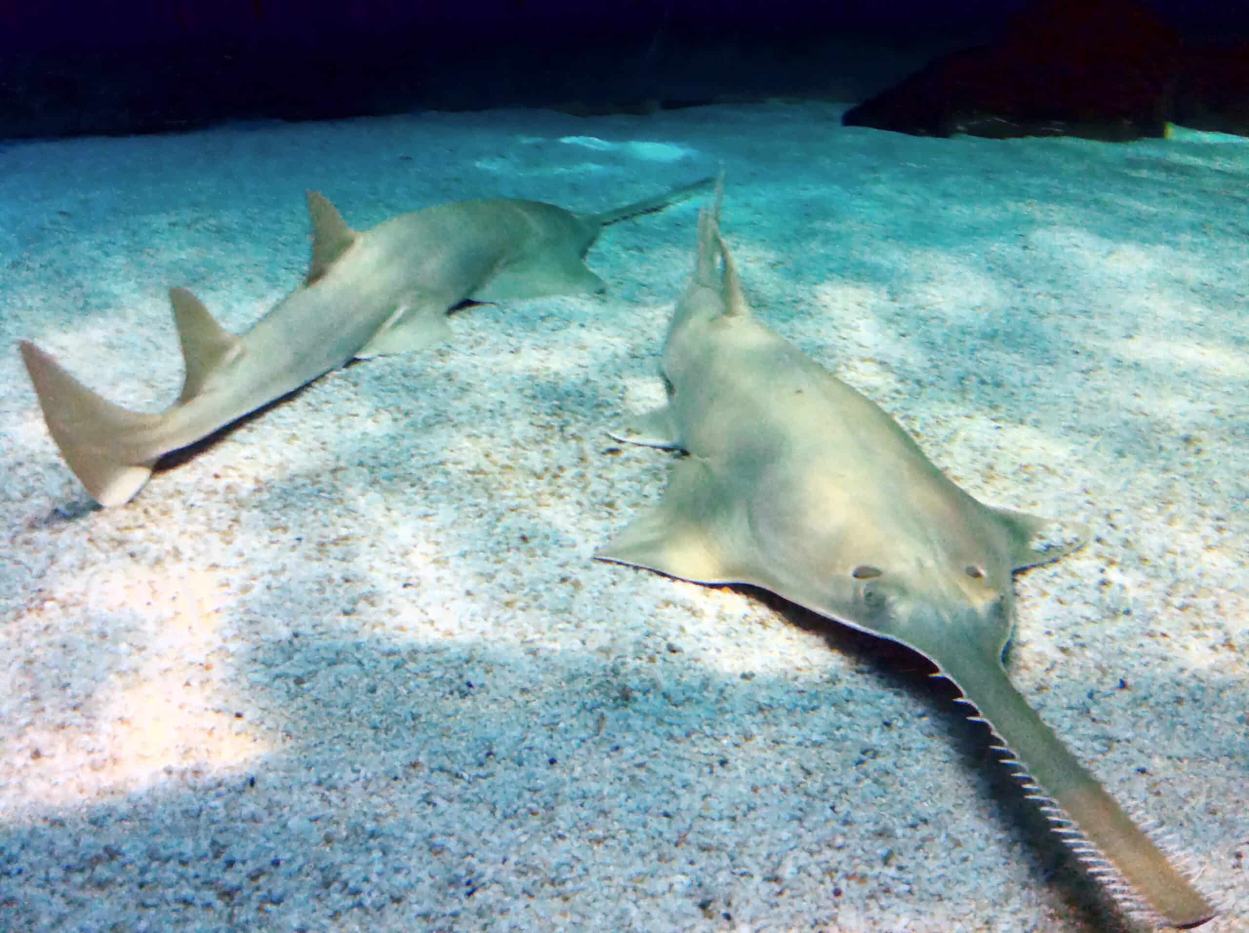 sawfish genova2 sawfish genova2
