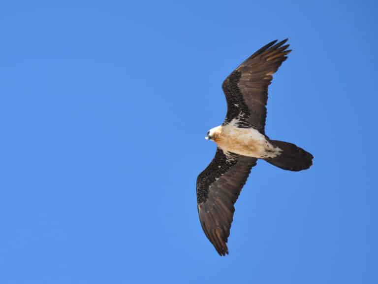 gypaetus barbatus kilimanjaro