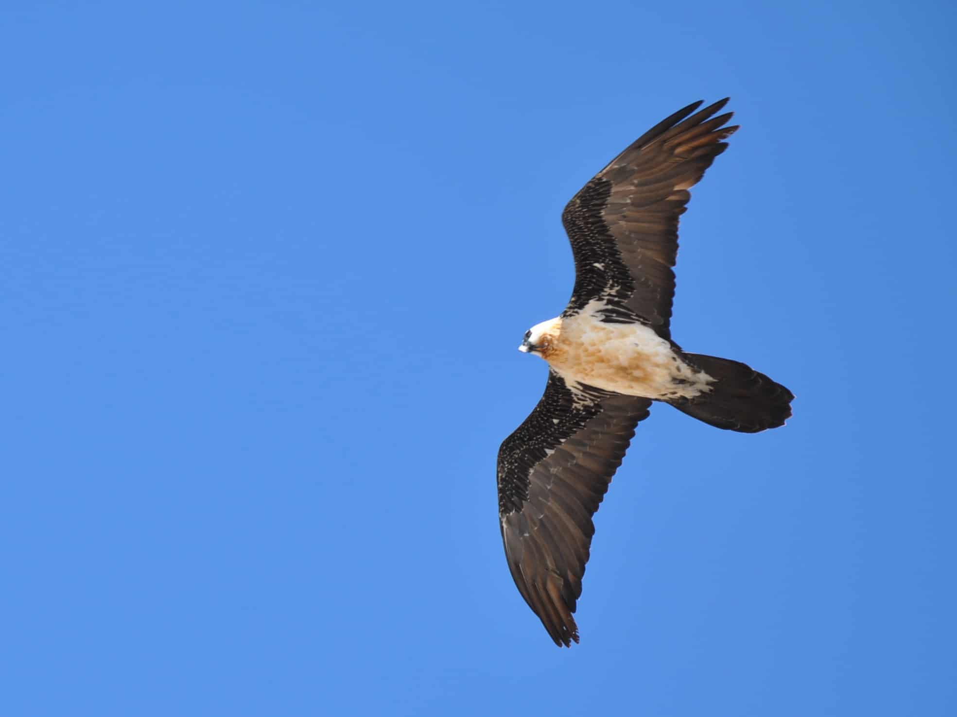 gypaetus barbatus kilimanjaro