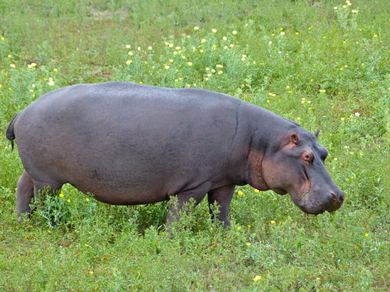 file:hippo (hippopotamus amphibius) grazing (12033127823).jpg