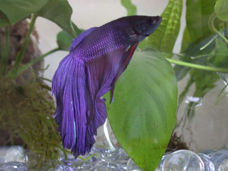 file:blue betta fish super delta.jpg file:blue betta fish super delta.jpg