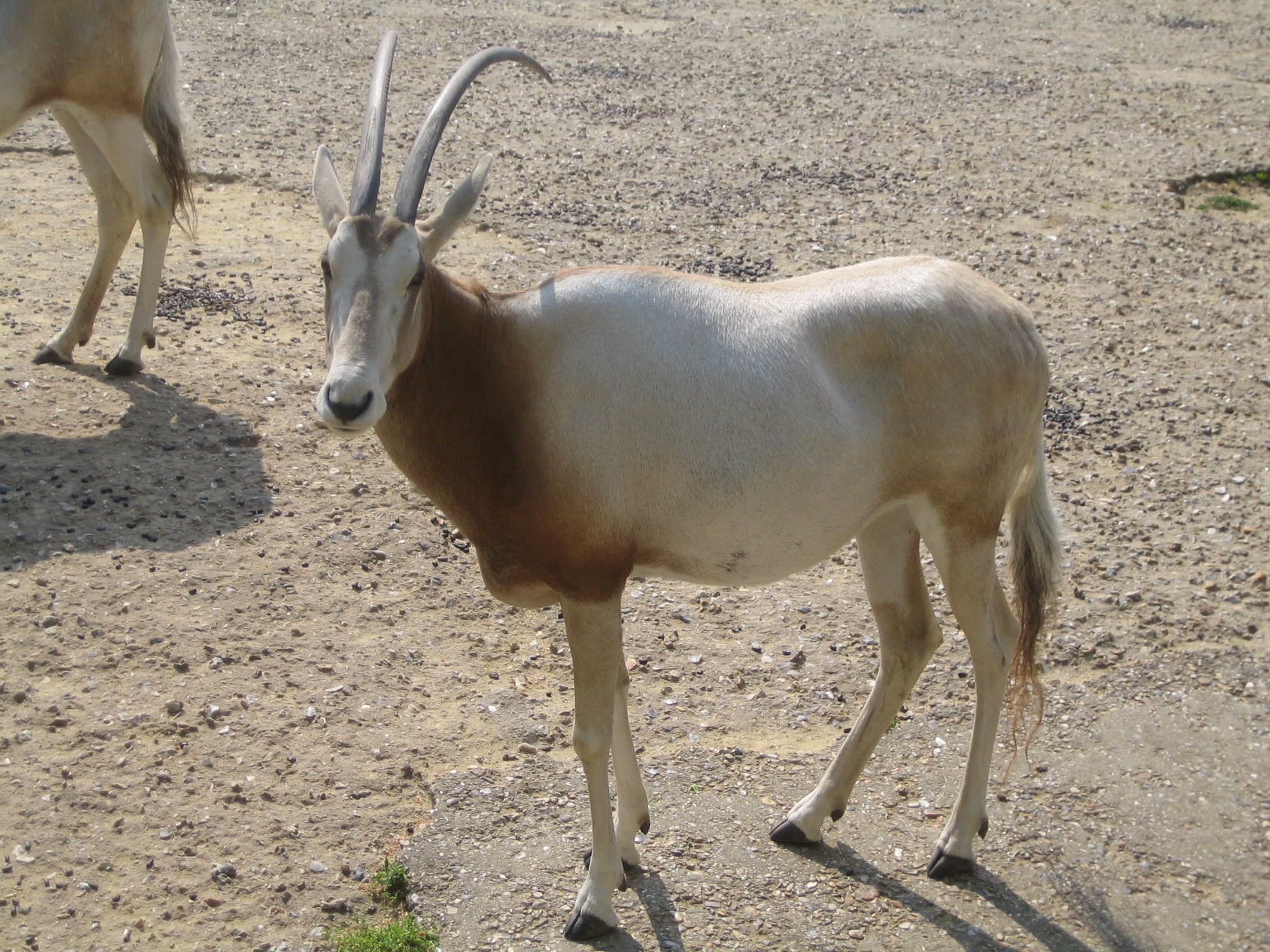 jielbeaumadier oryx algazelle zoo vincennes 2007