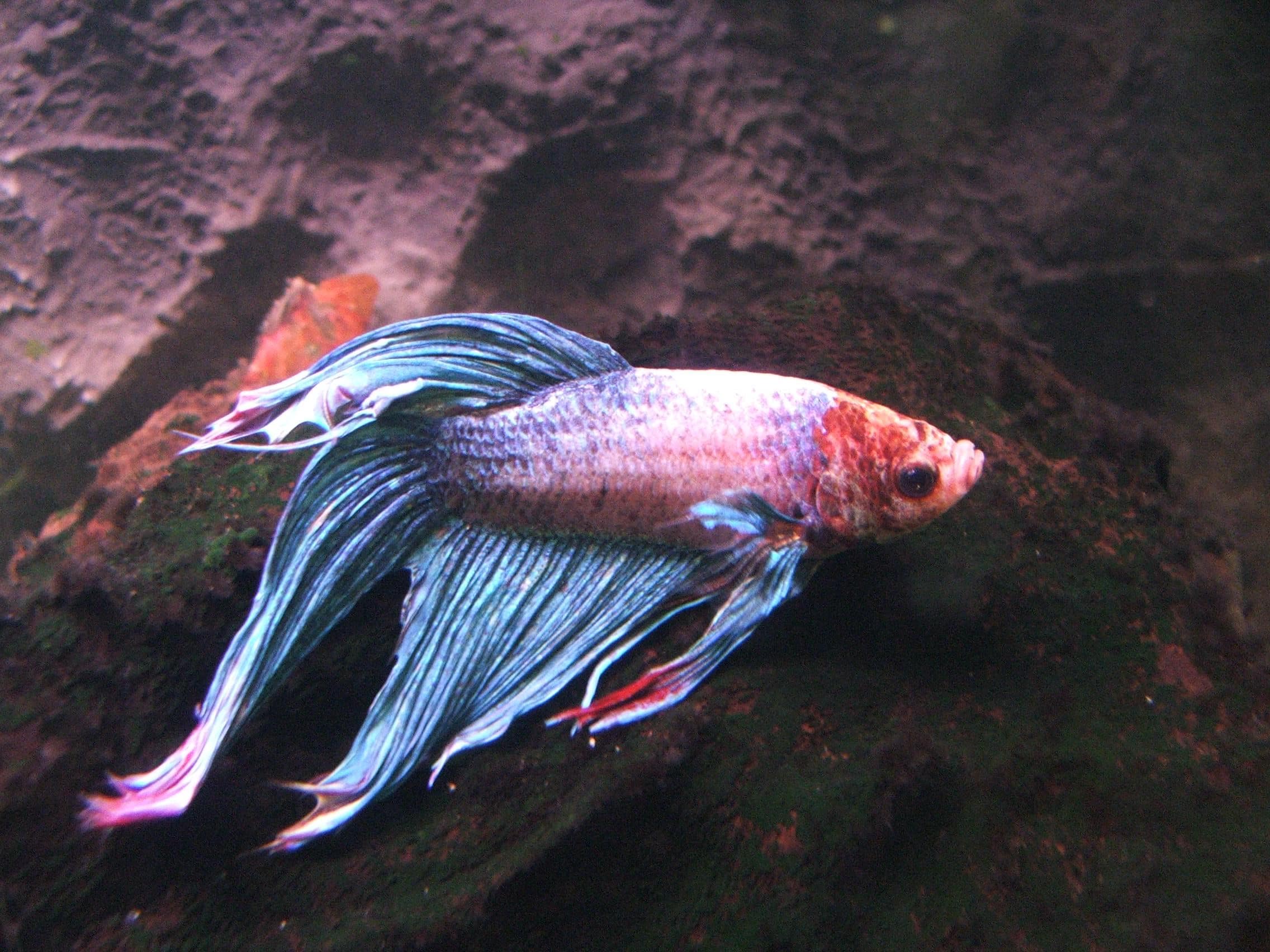 betta splendens 1 (piotr kuczynski) betta splendens 1 (piotr kuczynski)