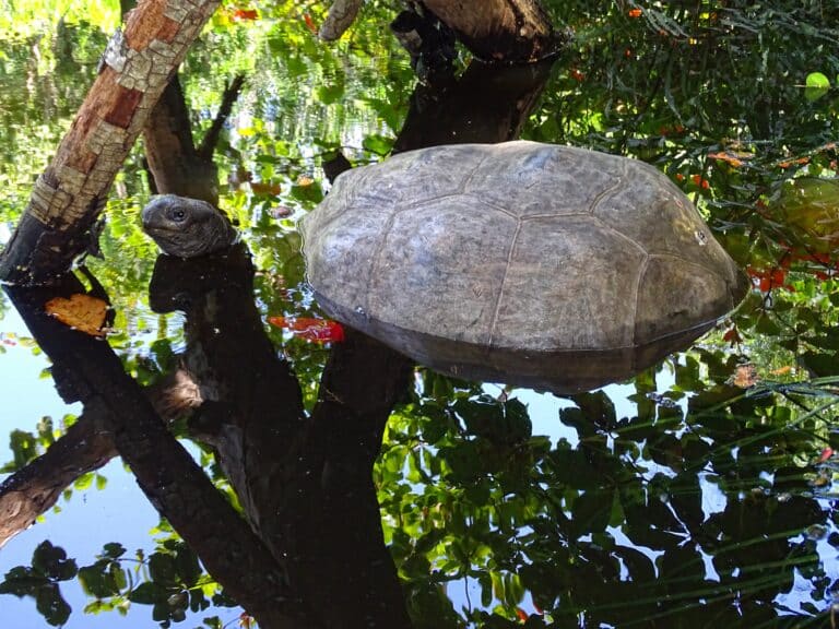 aldabra giant tortoise cooling in water aldabra giant tortoise cooling in water