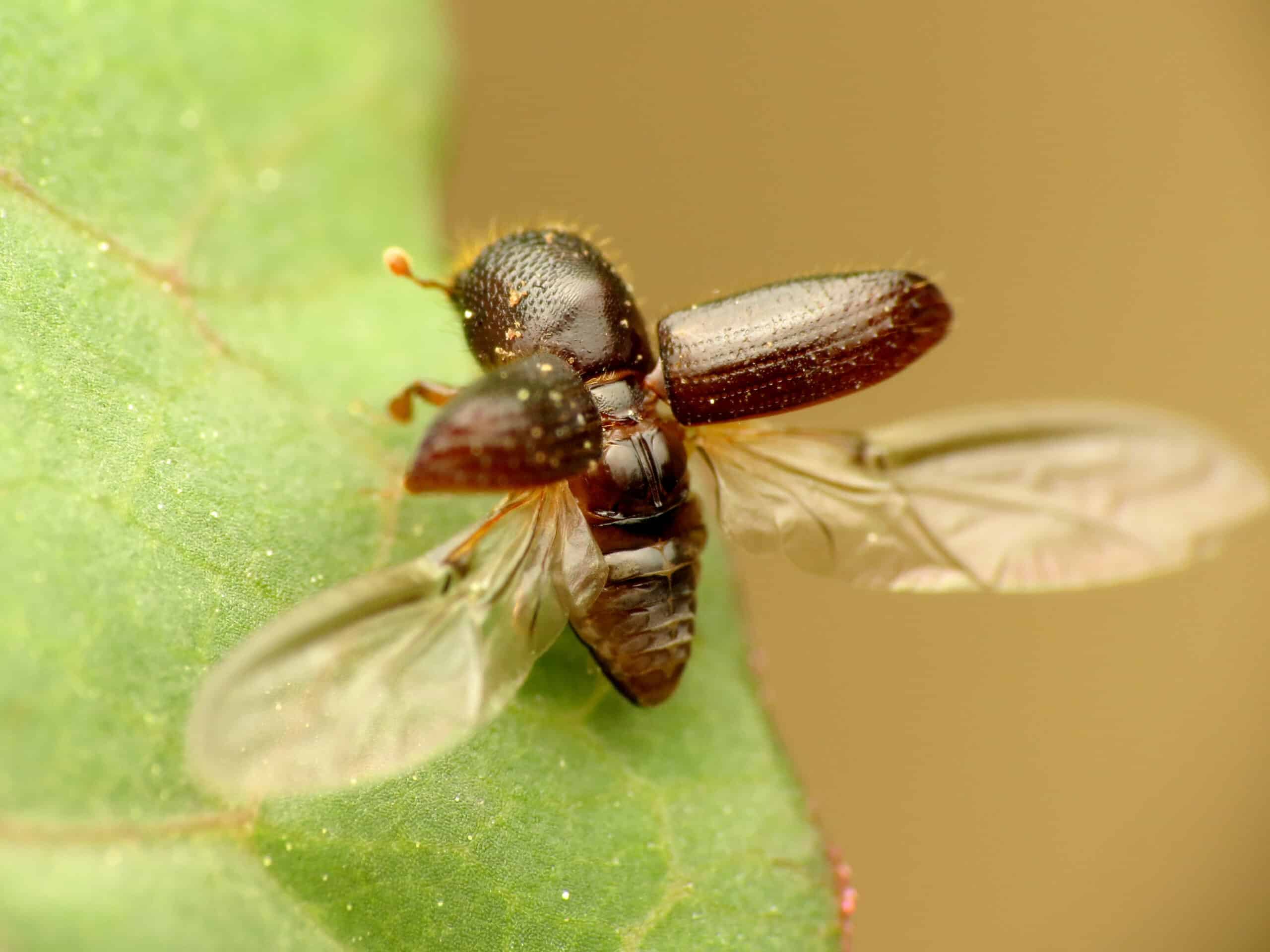 black stem borer (48192888581)