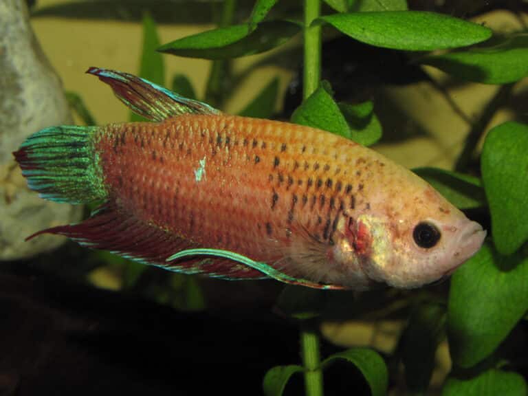 betta splendens (w) orange 1 betta splendens (w) orange 1