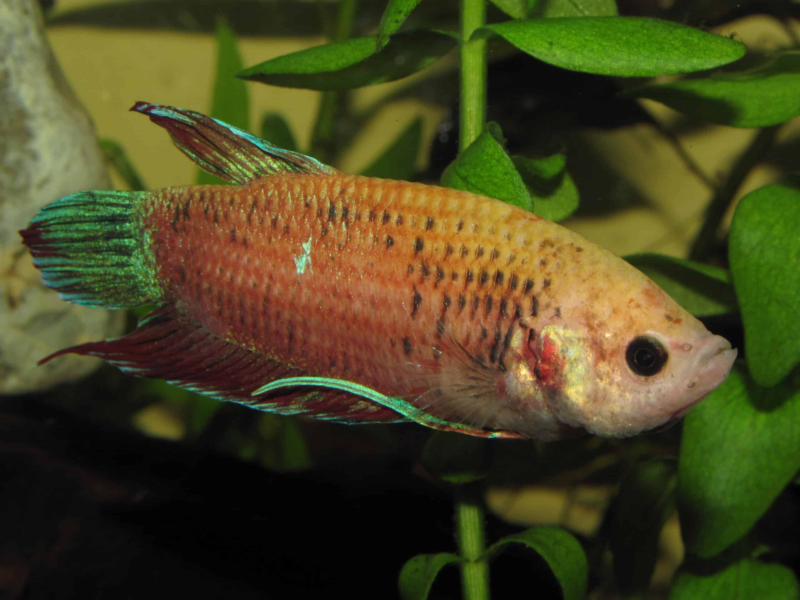 betta splendens (w) orange 1 betta splendens (w) orange 1