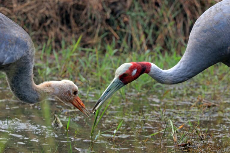 sarus crane (grus antigone antigone) feeding juvenile lumbini