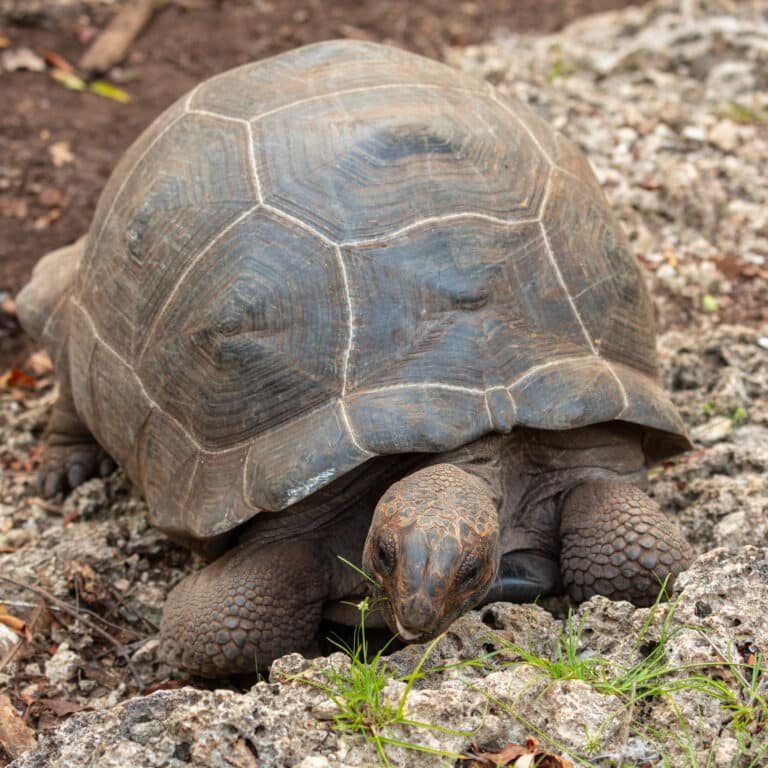 tortuga gigante de aldabra (aldabrachelys gigantea), isla changuu, tanzania, 2024 05 31, dd 12 tortuga gigante de aldabra (aldabrachelys gigantea), isla changuu, tanzania, 2024 05 31, dd 12