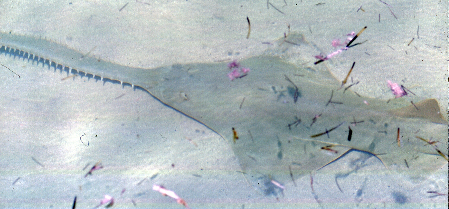 file:pristis pectinata (smalltooth sawfish) (bimini, western bahamas).jpg file:pristis pectinata (smalltooth sawfish) (bimini, western bahamas).jpg