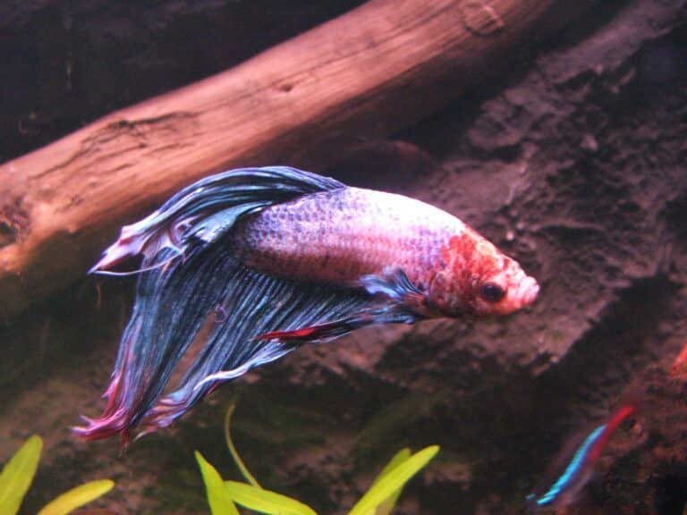 betta splendens 2 (piotr kuczynski) betta splendens 2 (piotr kuczynski)