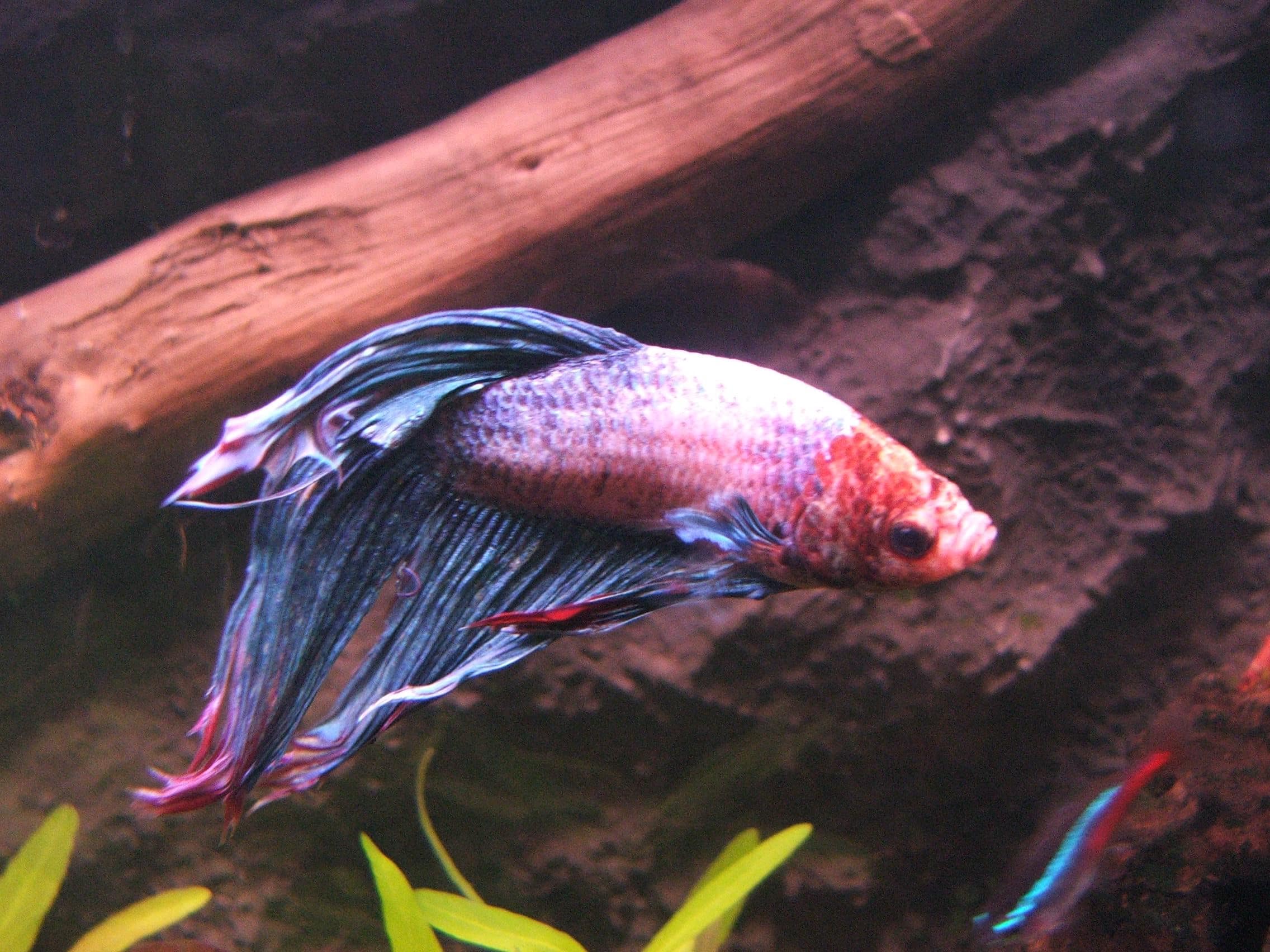 betta splendens 2 (piotr kuczynski) betta splendens 2 (piotr kuczynski)