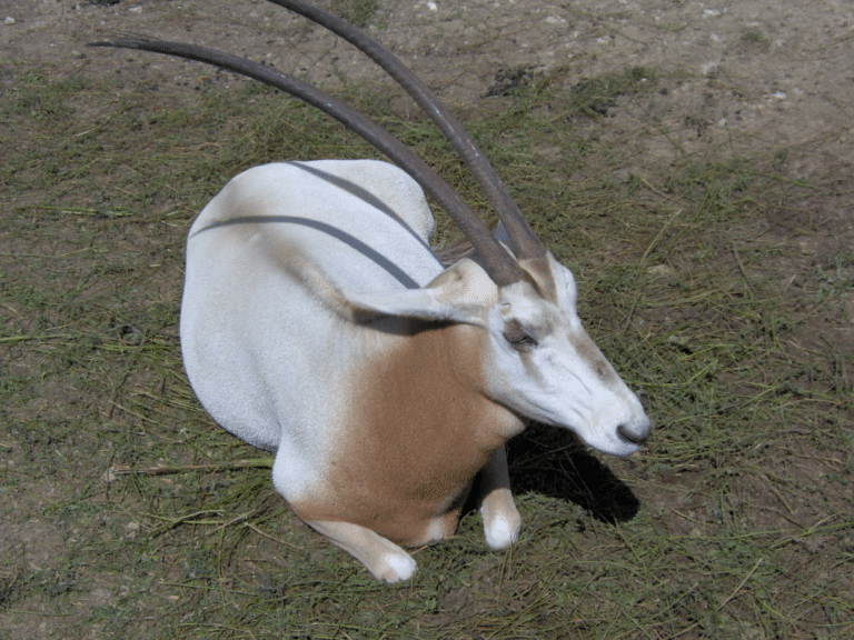 oryx dammah