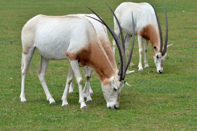 scimitar oryx1