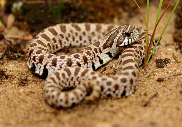 plains hognose snake (heterodon nasicus) (29833441881) plains hognose snake (heterodon nasicus) (29833441881)
